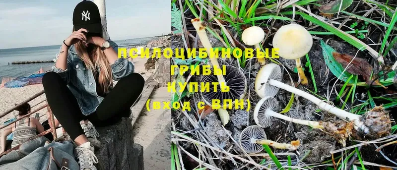 KRAKEN маркетплейс  Новоульяновск  Псилоцибиновые грибы Psilocybe 